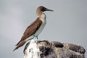 Picture 'Eq1_21_31 Blue Footed Booby, Galapagos, Espanola, Punta Suarez'